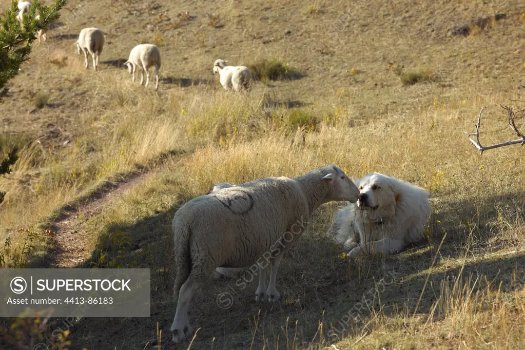 Sheepdog and Ewe smelling eatch other Mercantour NP
