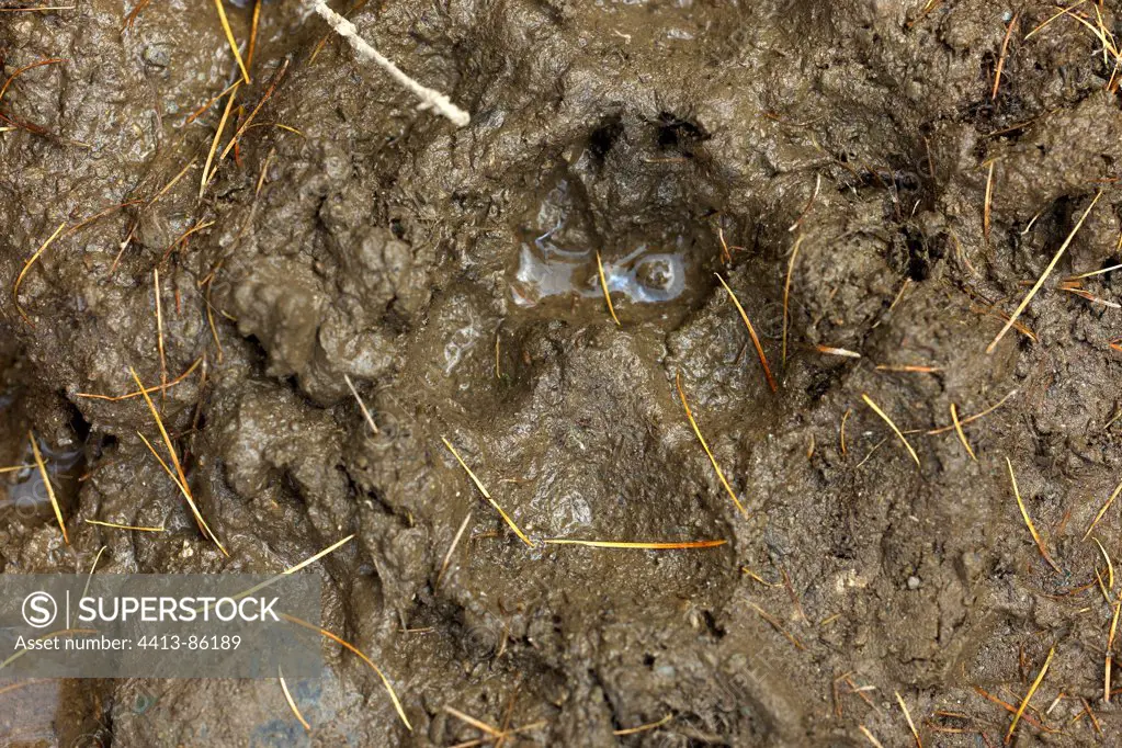 Gray Wolf footprint in mud Mercantour National Park