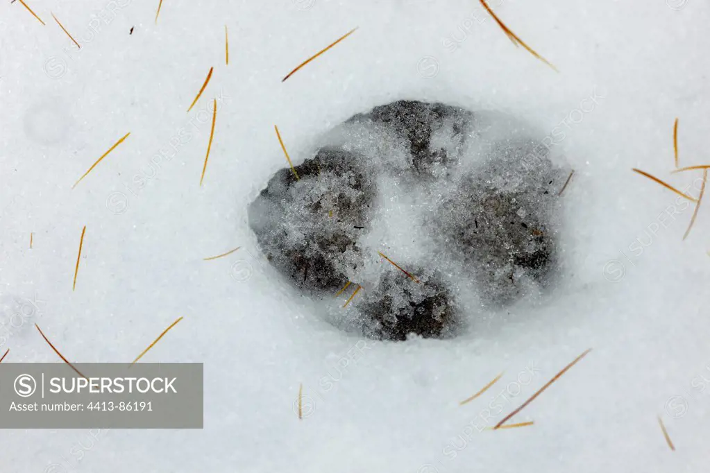 Gray Wolf footprint in the snow Mercantour NP