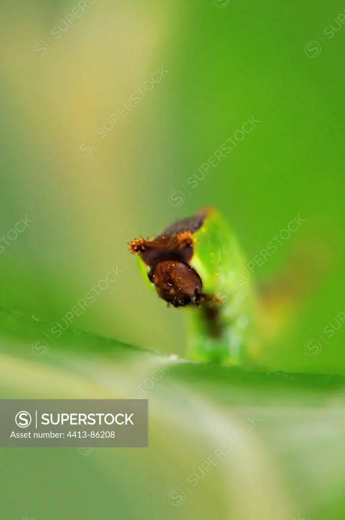 Puss Moth caterpillar moving on a Willow leaf France