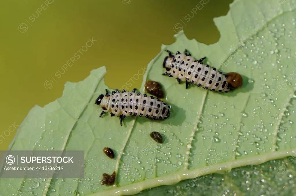 Poplar Leaf Beetle larvae under a Poplar leaf France