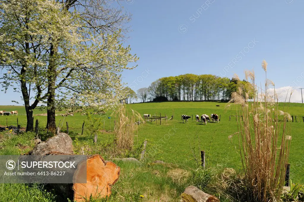 Cows grazing in a meadow Ballons des Vosges NRP