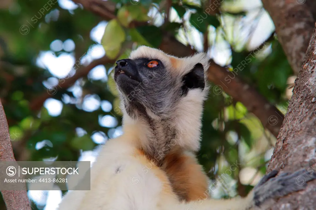 Portrait of a Golden-crowned Sifaka Madagascar