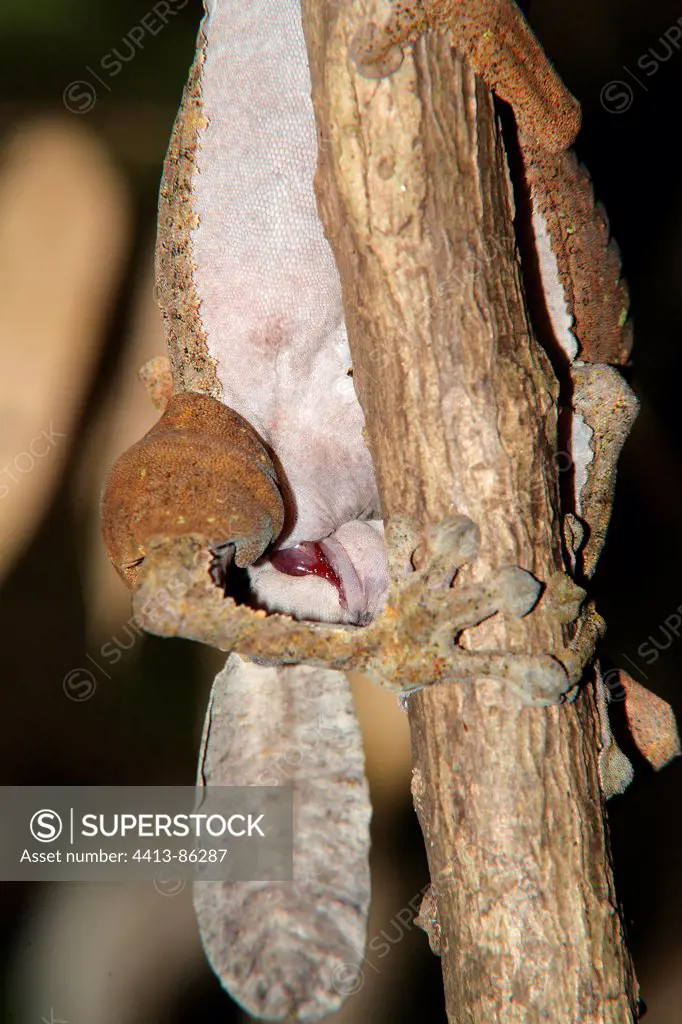 Couple of Common Flat-tailed Gecko during mating