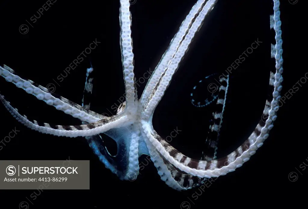 Mimic Octopus going down Celebes Sea Sulawesi