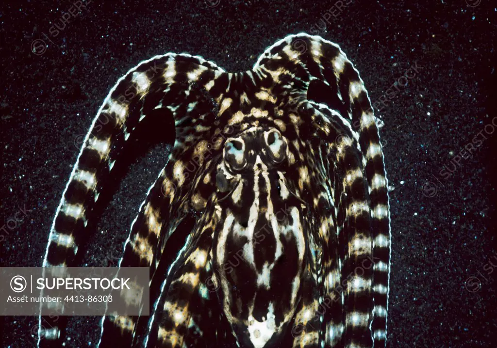 Mimic Octopus mimicing flounder Celebes Sea Sulawesi