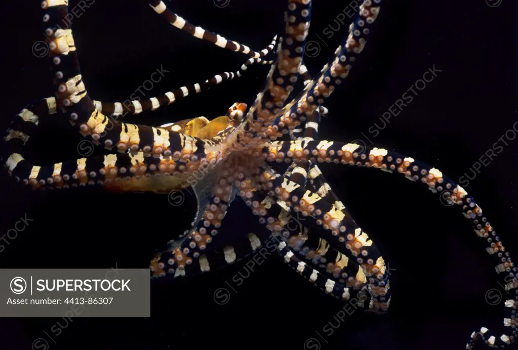 Wonderpus Octopus swimming Celebes Sea Sulawesi