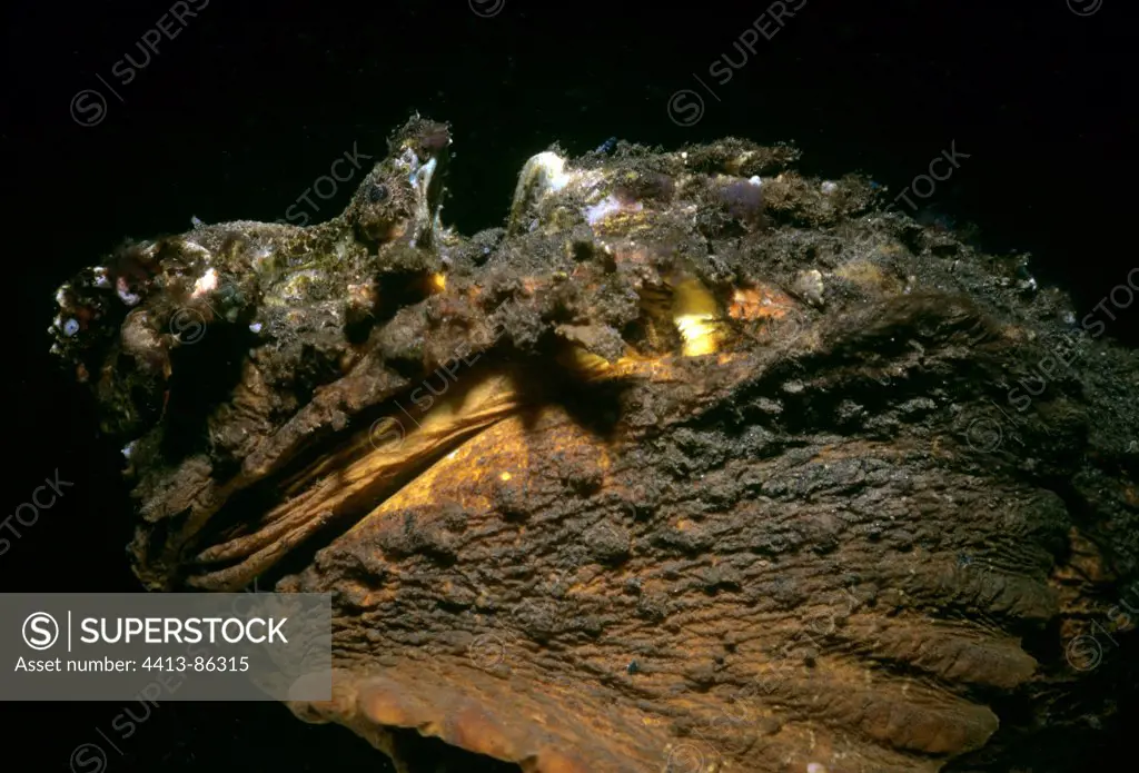 Estuarine Stonefish Celebes Sea Sulawesi