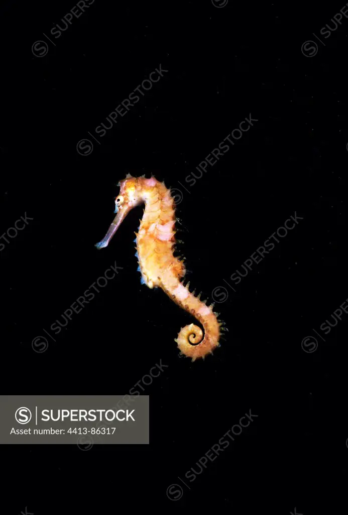 Tigertail Seahorse swimming at night Celebes Sea