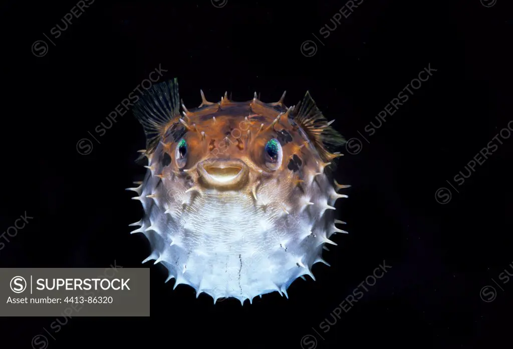 Short-Spinned Porcupinefish defense Celebes Sea