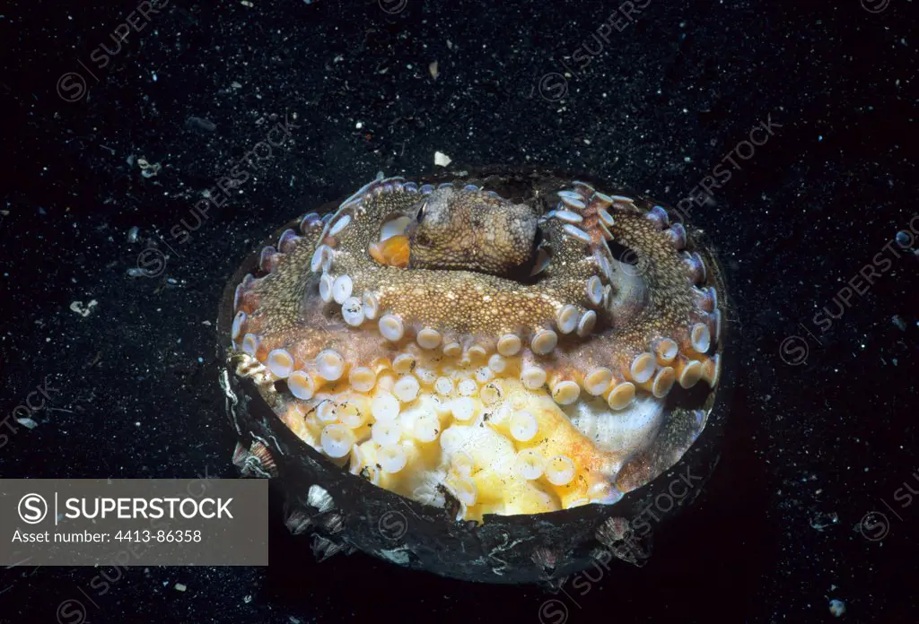 Coconut Octopus protected is eggs Lembeh strait Sulawesi