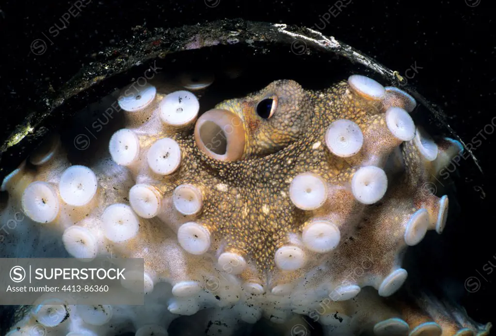 Portrait of Coconut Octopus Lembeh strait Sulawesi