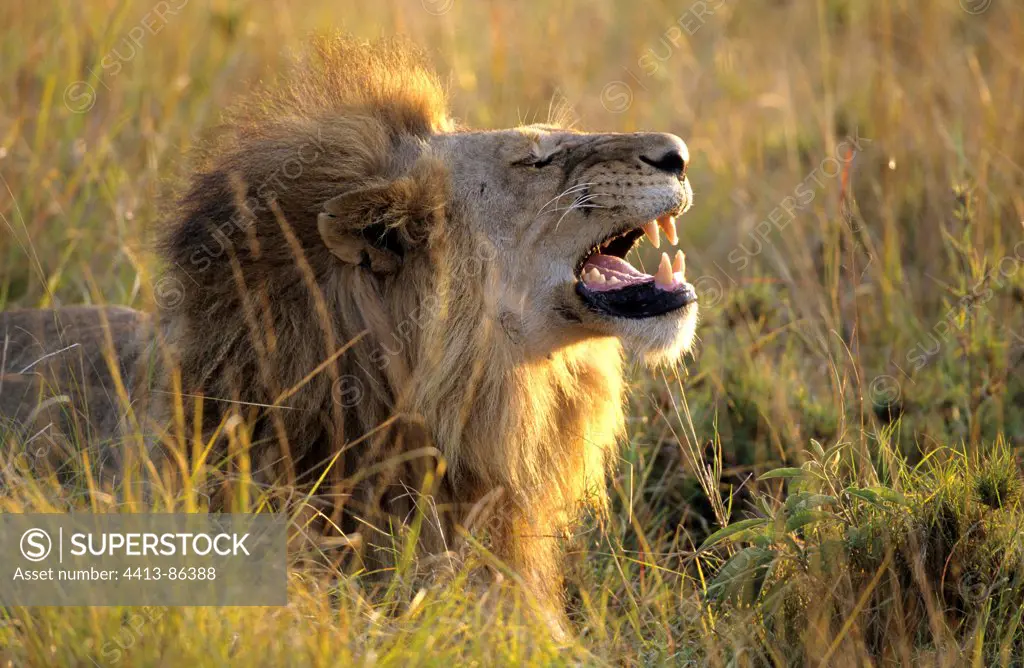 Lion male displaying flehmen behaviour Masai Mara Reserve