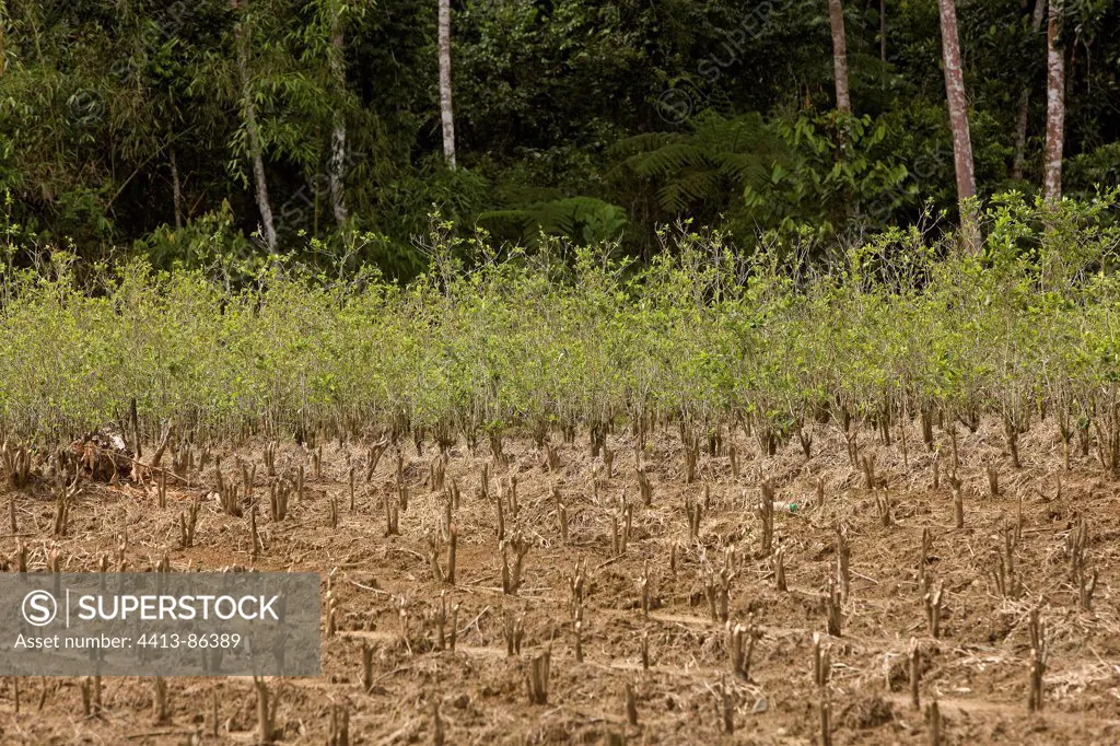 Coca plantation in the Amazonian Basin Peru