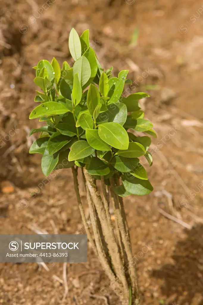 Coca seedling in a plantation in the Amazonian Basin Peru