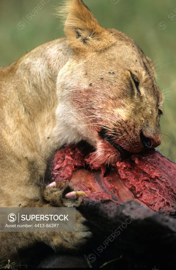 Lioness eating a prey in savanna Masai Mara Reserve Kenya