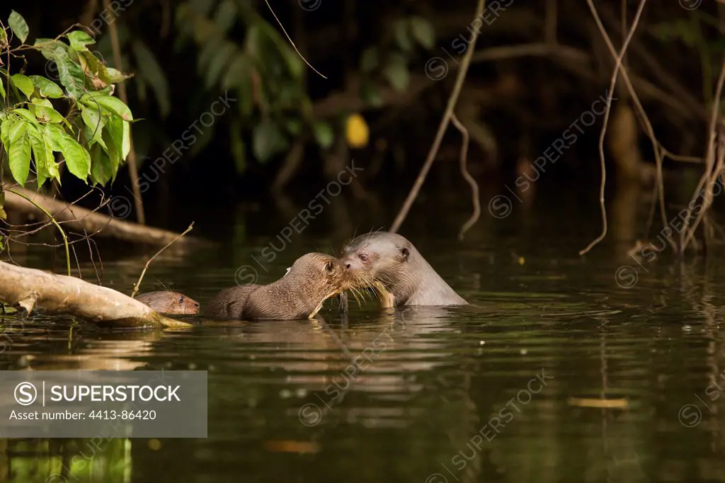 Female Giant Otter and its young Manu National Park