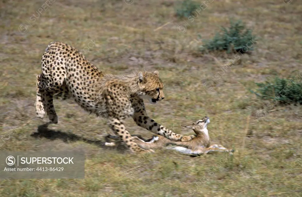 Cheetah catching a young Gazelle Masai Mara Reserve Kenya