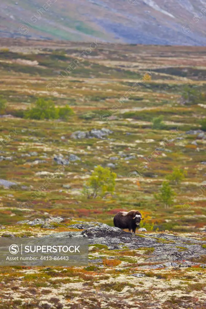 Muskox in Dovrefjell-Sunndalsfjella NP Norway