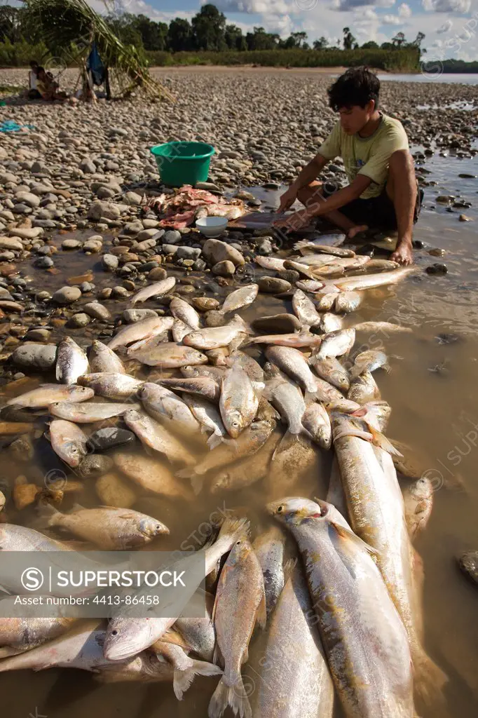 Fisherman hollowing out fishes on Madre de Dios bank Peru