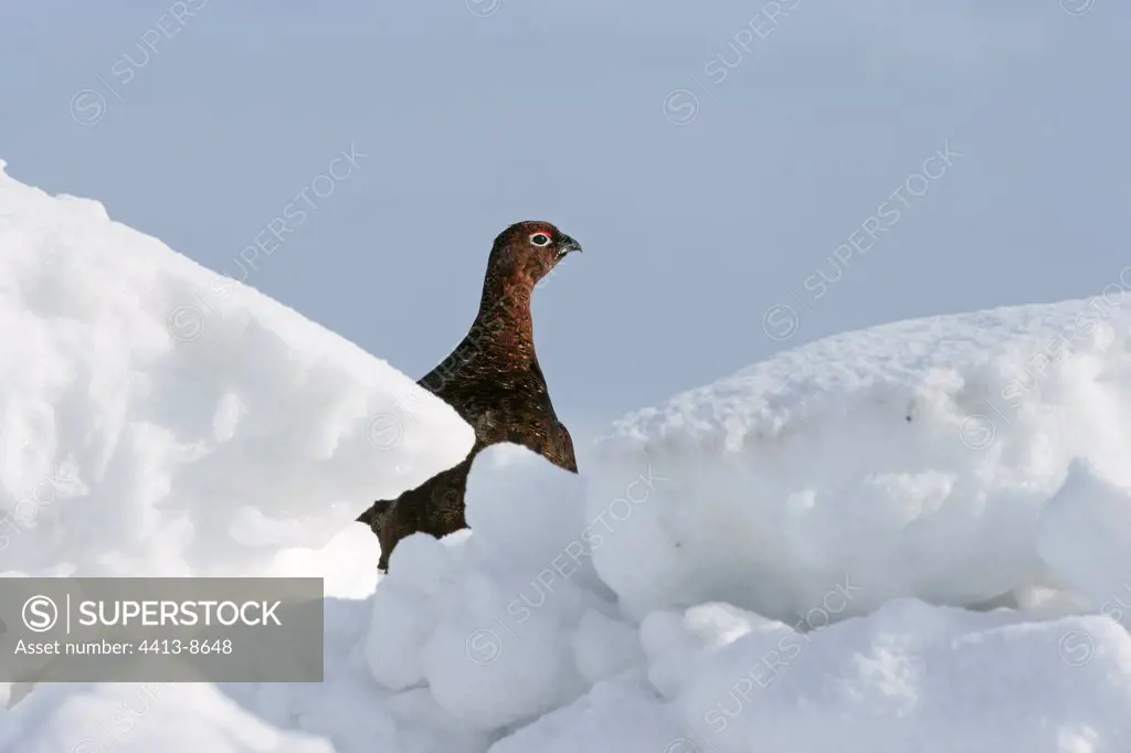 Red grouse in snow United-Kingdom