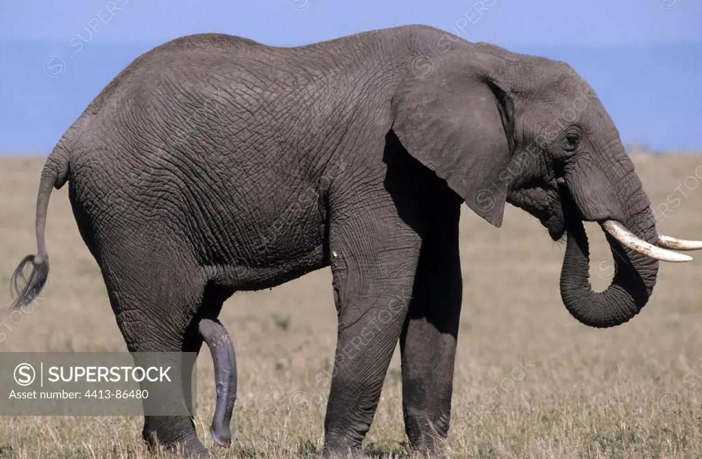 African Elephant male Masai Mara Kenya