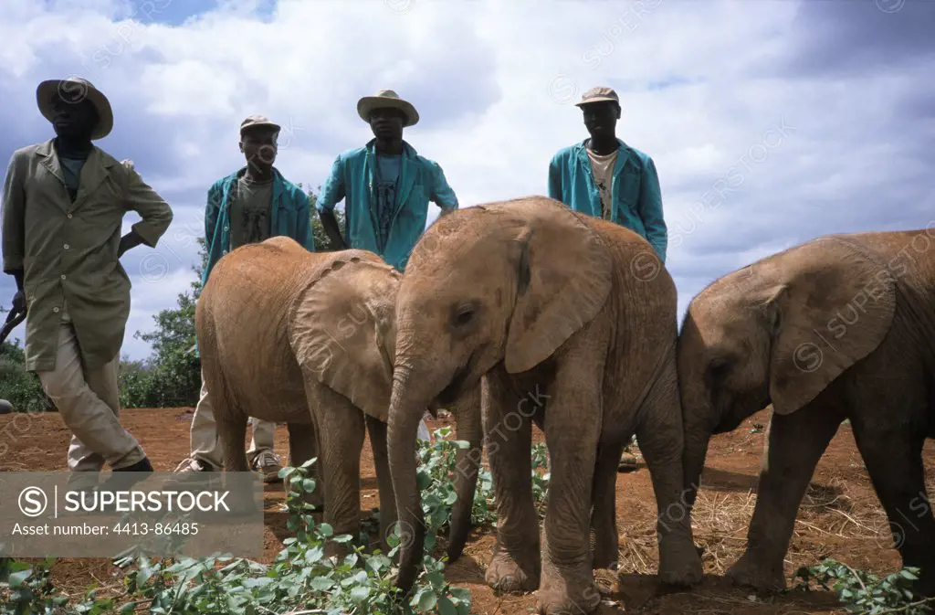 Guard and elephants Sheldrick orphanage Tsavo Kenya