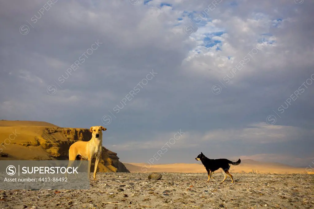 Dogs in the Paracas National Reserve Peru