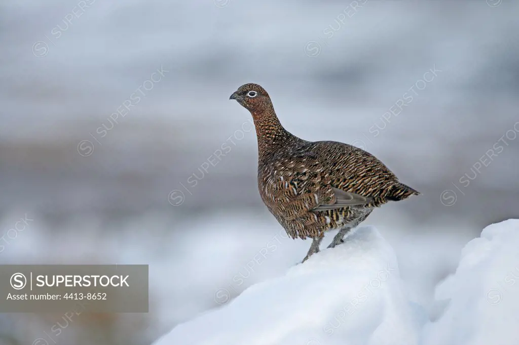 Red grouse in snow United-Kingdom