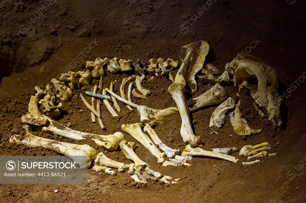 Squelette in the cave of Ekain in Cestona Spain