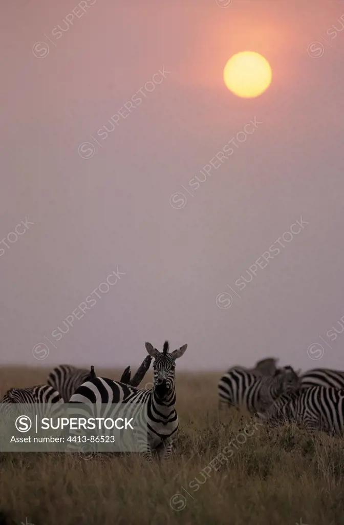 Grant's Zebra in savanna at twilight Masai Mara Kenya