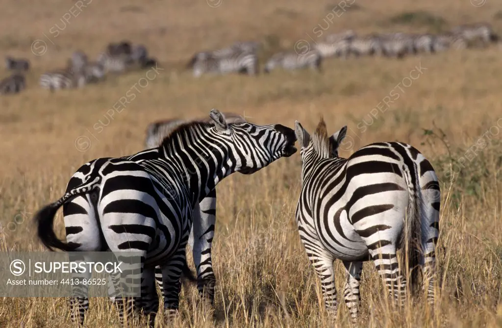 Grant's Zebras in savanna Masai Mara Kenya