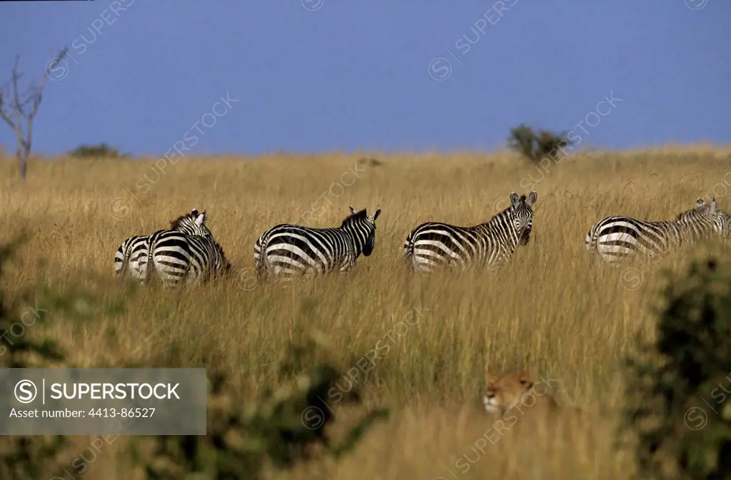 Grant's Zebras and Lioness in savanna Masai Mara Kenya