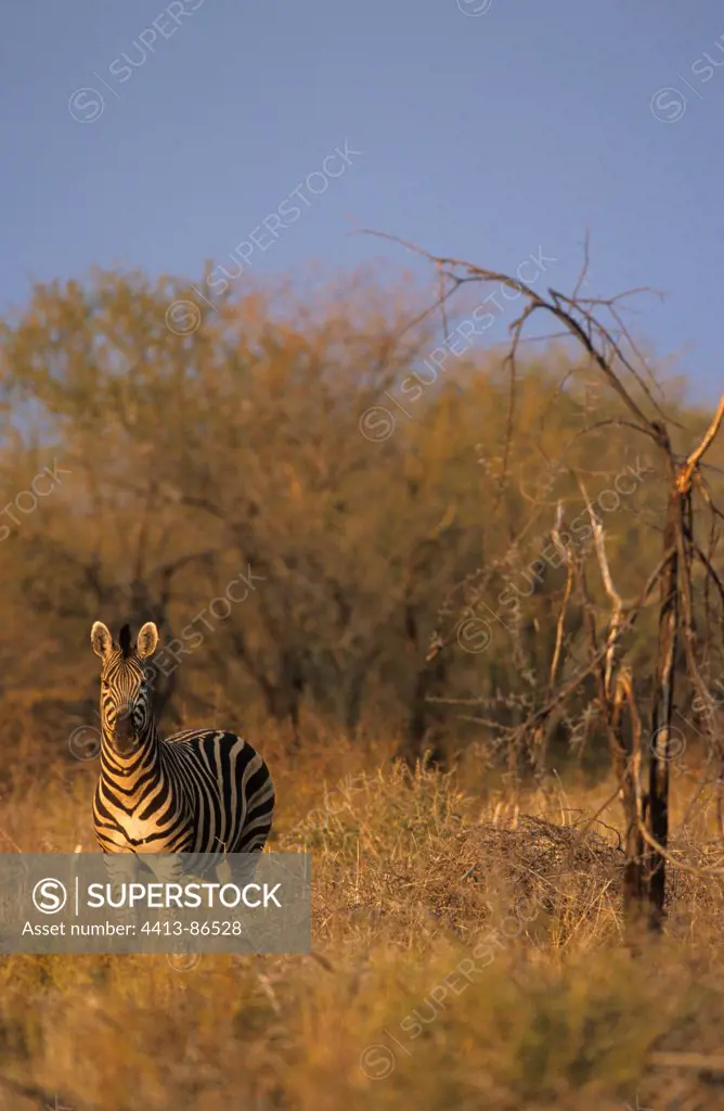 Grant's Zebra in savanna Masai Mara Kenya