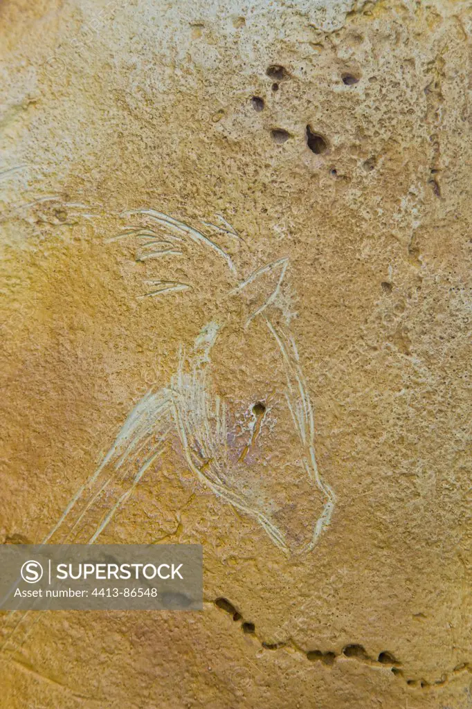 Rock art in the cave of Altamira Santillana del Mar