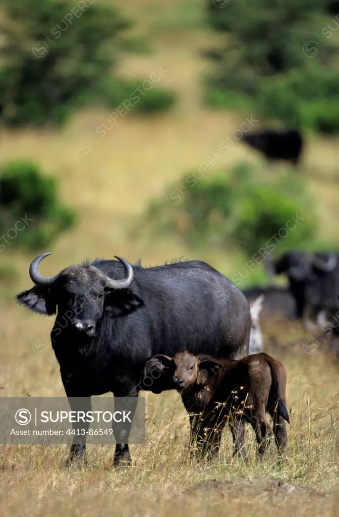 Cape Buffalo and young Masai Mara Kenya