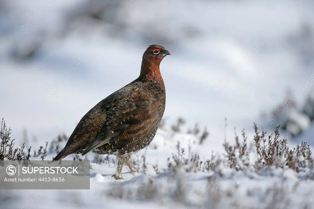 Red grouse walking in snow United-Kingdom