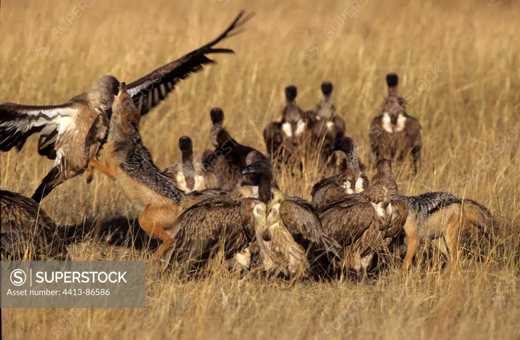 Jackal protecting his prey to vultures Masai Mara Kenya