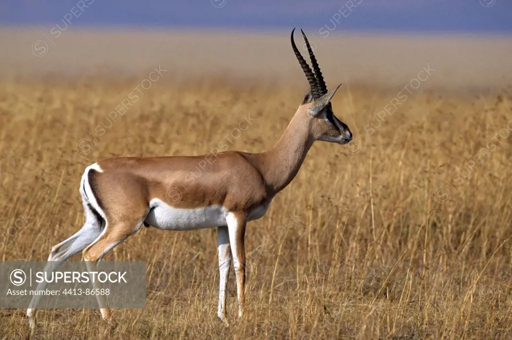Grant's Gazelle male in savanna Masai Mara Kenya
