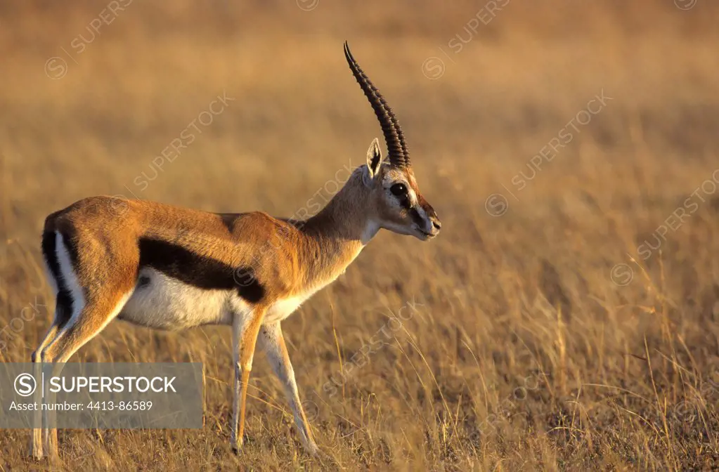 Thomson's Gazelle male in savanna Masai Mara Kenya