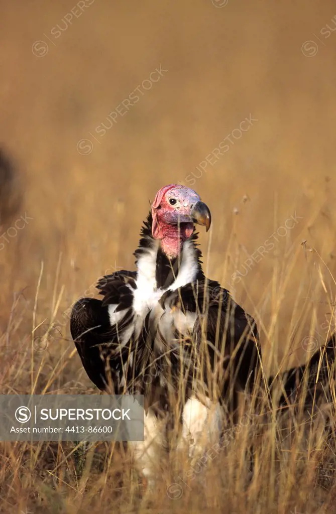 Lappet-faced Vulture on ground in savanna Masai Mara Kenya
