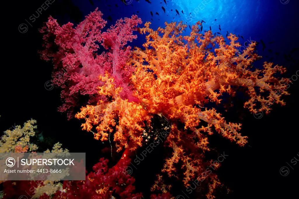 Soft Coral Red Sea Egypt