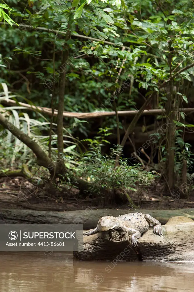 American Crocodile on river bank Tortuguero Costa Rica
