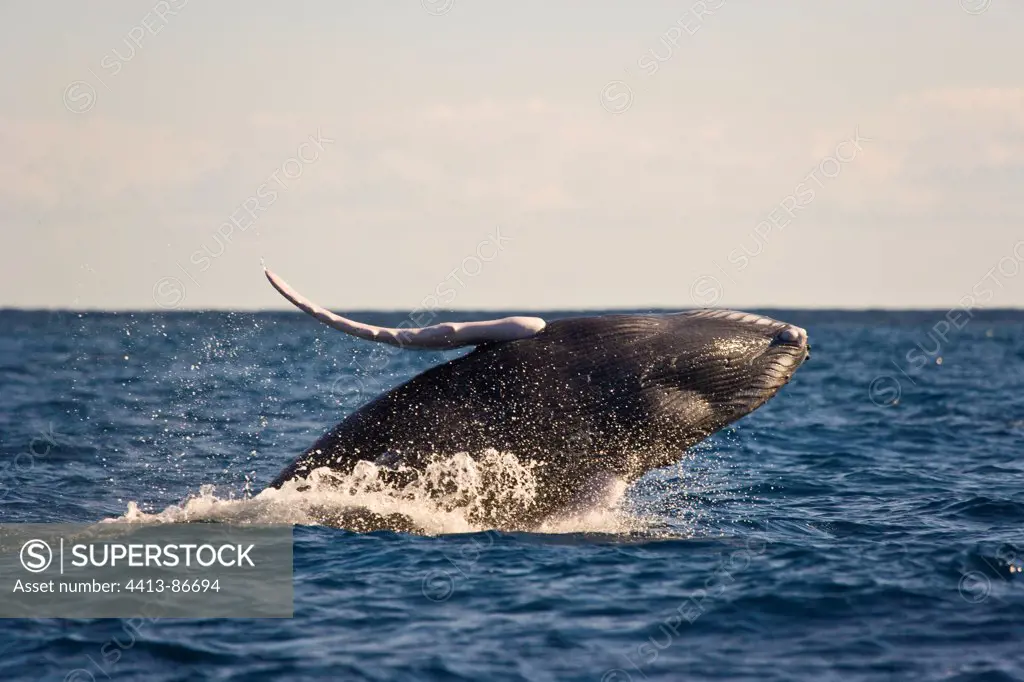 Humpback Whale Silver Bank Dominican Republic
