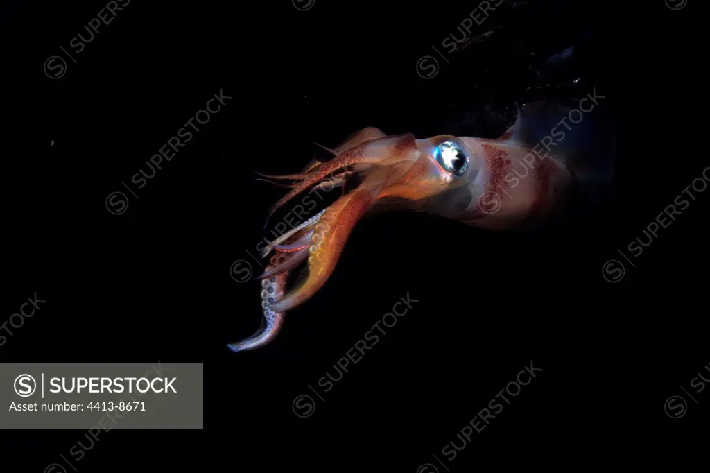 Squid hunting by night under surface Red Sea Egypt