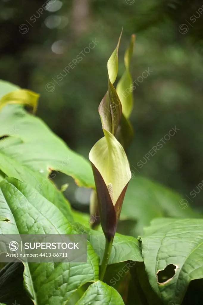 Arum inflorescence Tortuguero National Park Costa Rica