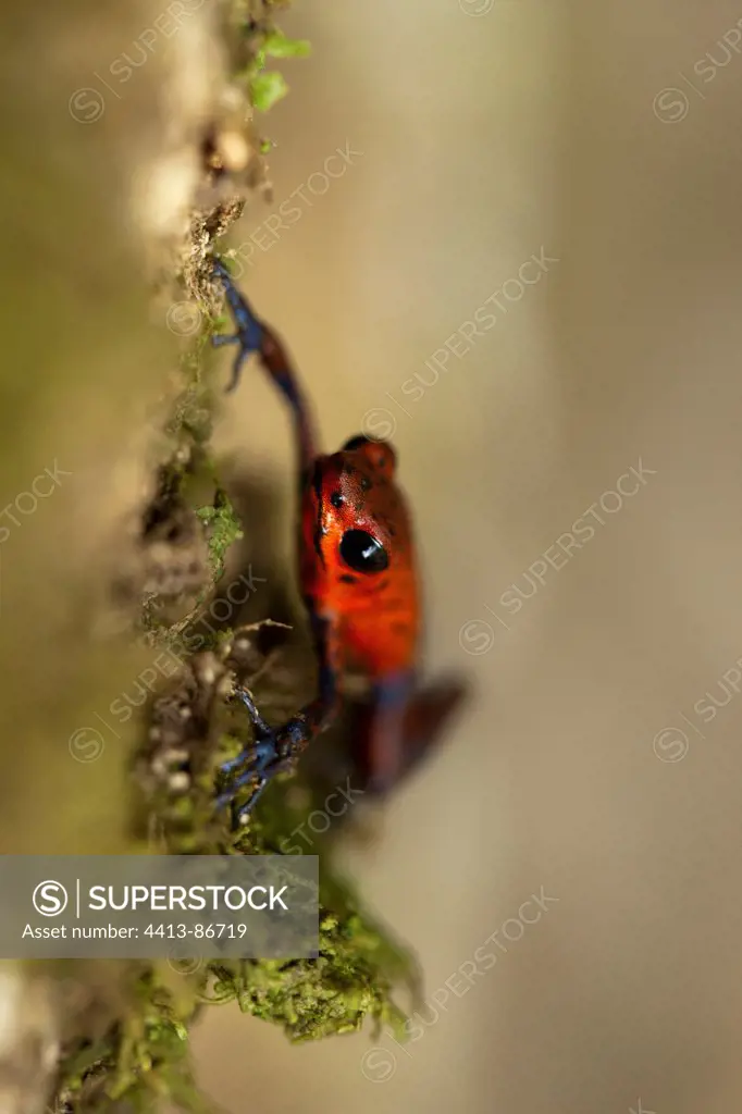 Strawberry poison dart frog Tortuguero Costa Rica