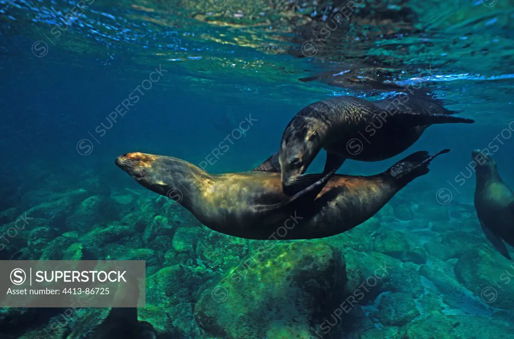 Young females Californian Sea Lion playing Mexico