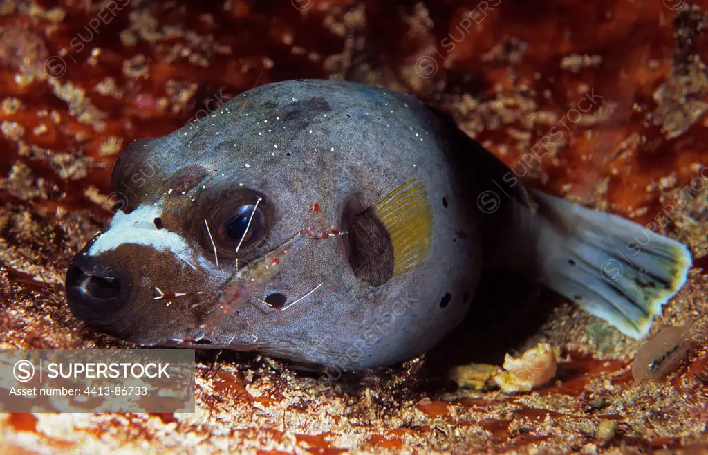 Blackspotted pufferfish with a cleaner shrimp at work