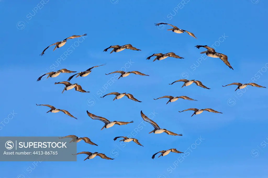 Brown Pelicans flying in group Paracas National Reserve Peru